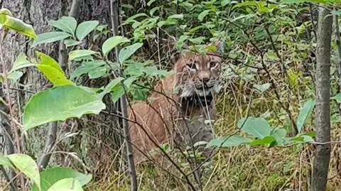 Widzieli już Zenka, teraz spotkali kolejne. Rysie mieszkają w okolicach Szczecina