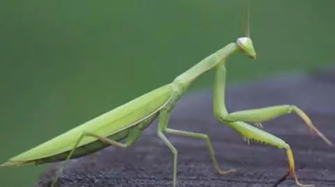 Na lotnisku, za oknem na 9. piętrze, na parapecie. Modliszek jest coraz więcej