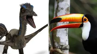 Archaeopteryx i tukan