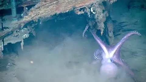 Splątane macki, morski kurz. Starcie ośmiornic, czyli "atak Krakena"