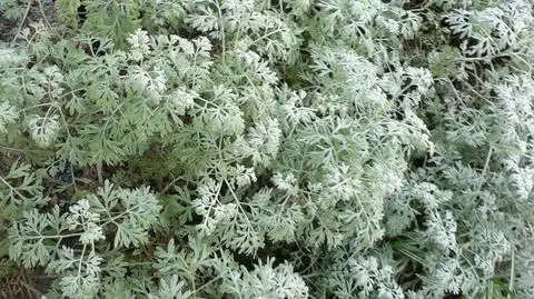 Komunikat dla alergików