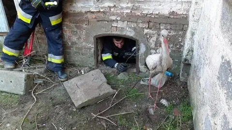 Bocian w tarapatach. "Czerwonodzioby nieszczęśnik wpadł do komina gorzelni"