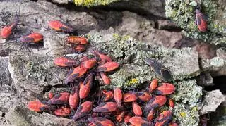 Owady wygrzewają się w grupach