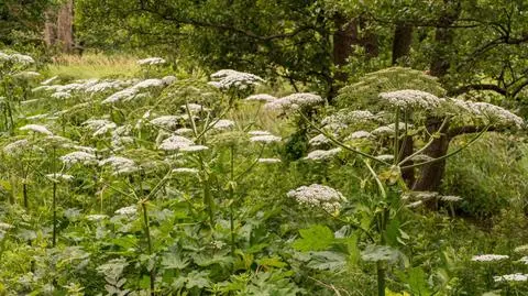 Barszcz Sosnowskiego rozprzestrzenia się w Polsce. Jak z nim walczyć? Raport NIK