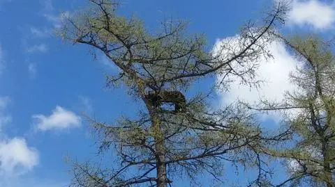 Niecodzienny widok pod Tatrami. Niedźwiedzica z młodymi na czubku drzewa