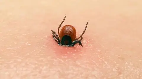Łatwiej złapać kleszcza na leśnej ścieżce