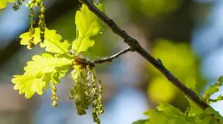 Stężenie pyłków dębu jest bardzo wysokie