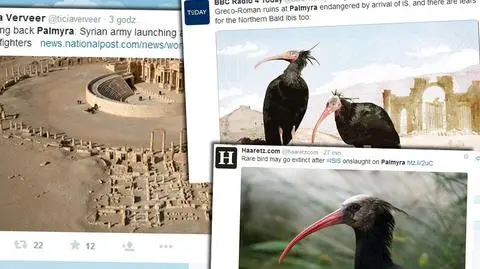 Ibis grzywiasty może wyginąć, bo Państwo Islamskie zajęło Palmirę