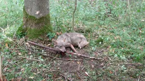Leśnicy z Bartoszyc uratowali wilka. Zwierzę bezpiecznie wróciło do lasu