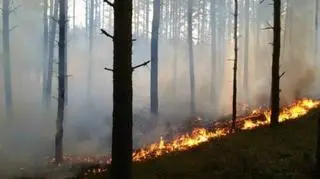Pożary lasów wiele nas kosztowały