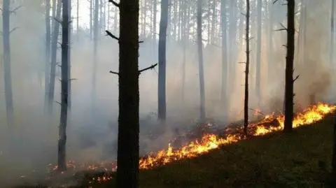 Pożary lasów w Białostockiem droższe niż zakładano. Aż o 500 tys. zł
