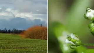 Aura jest iście wiosenna