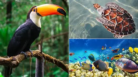 Mnóstwo gatunków wyginęło lub jest zagrożone wyginięciem