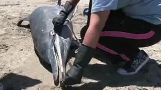 Od stycznia znaleziono 800 delfinów