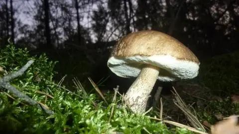 Koźlarz (Leccinum Gray), kozak – rodzaj grzybów z rodziny borowikowatych (Boletaceae).
13.09.2011
Puszcza Bydgoska