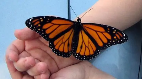 Jeden gen dźwiga ciężar ewolucji