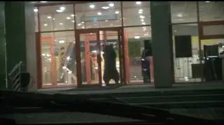 Niedźwiedź wtargnął do centrum handlowego