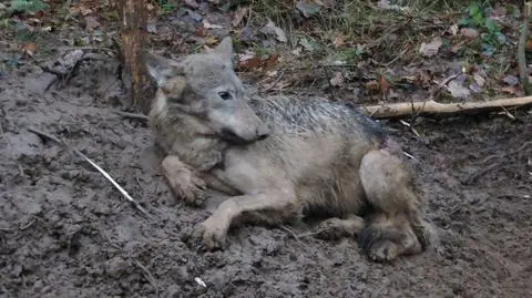 Wilczyca cudem uniknęła śmierci. We wnykach spędziła co najmniej dwa dni