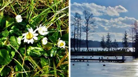 Jeziora wciąż jeszcze skute lodem, a na lądzie już zakwitły stokrotki