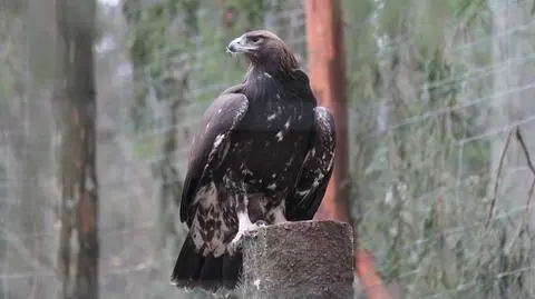 Orzeł Grom został wypuszczony na wolność. Od dziś musi radzić sobie sam