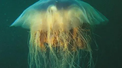 Meduzy w Bałtyku. Poparzyły 90 osób w Niemczech