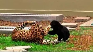 Młody jaguar bawi się z matką