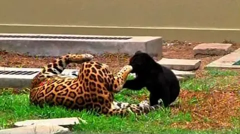 Zobacz bliźniacze jaguary. "To prawdziwy cud"