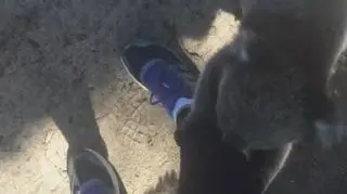 Koala gonią turystów