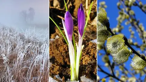 Zaczęła się astronomiczna wiosna. Ma ona swój zapach. Pachnie... alkoholem