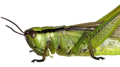 Naboczeń bagienny (Mecostethus parapleurus) (Shutterstock)