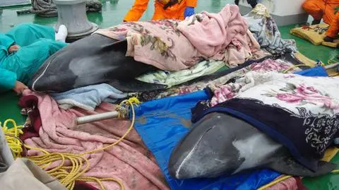 W Japonii morze wyrzuciło na brzeg 150 delfinów