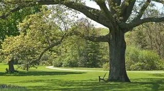 Arlety zapiski spod dęba