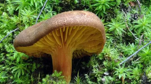 Poroblaszek żółtoczerwony Phylloporus pelletieri
jadalny w Polsce pod ochroną prawną