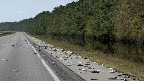 Tysiące martwych ryb na autostradzie 
