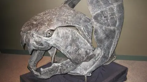 Czaszka Dunkleosteus w Sam Noble Museum