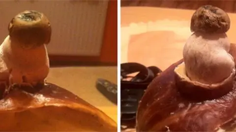 "Syjamskie" borowiki w stargardzkim lesie