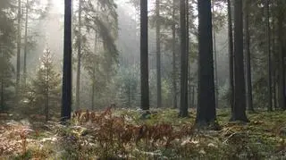 W Puszczy Białowieskiej żyje 20 tys. gatunków zwierząt
