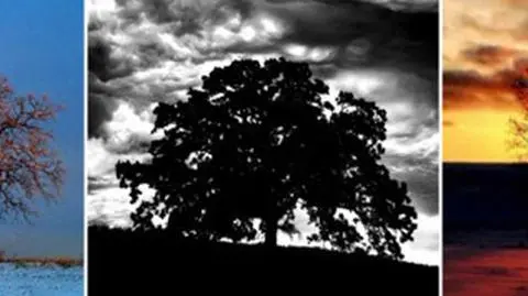 Codziennie przez rok fotografował drzewo