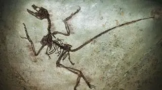 Archaboilus musicus żył 165 mln lat temu, razem z dinozaurami
