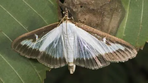 Inwazja ćmy buksztpanowej