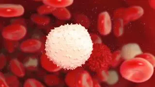 Limfocyty Tc to białe krwinki