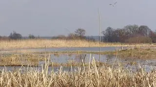 Wraca jesień