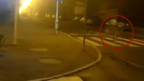 Zdyscyplinowany daniel przeszedł przejściem dla pieszych