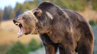 Niedźwiedź grizzly zaatakował myśliwego
