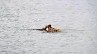 Sowa schroniła się w wodzie przed sokołami wędrownymi