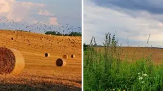 Sierpniowe żniwa dobiegają końca