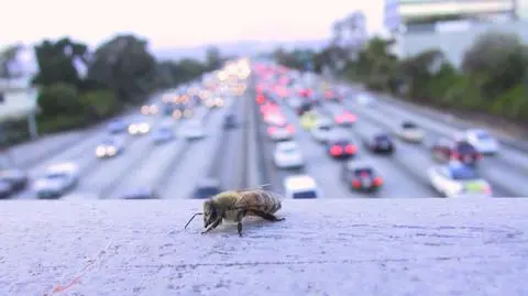Najlepszy miód produkują miejskie pszczoły