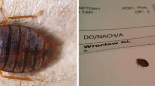 Pluskwy dały się we znaki pasażerom pociągów