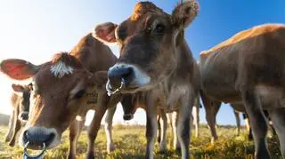 Bydło potrzebuje 28 razy wiecej terenu niż inny zywy inwentarz