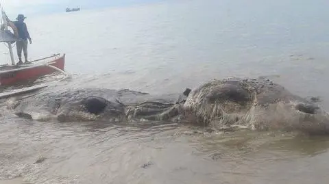 Martwy "smok" przy filipińskiej plaży